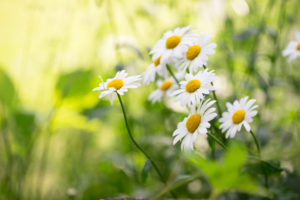 Daisies in garden, green natural background Daisies in garden, green natural background